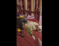 Small black pug dog whining and owner hands him a flower to smell 
