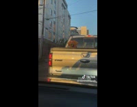 Brown dog in back of truck turns back