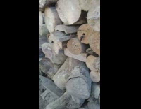 Wasp fly into hole pile of log