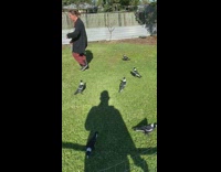 Collab DailyDoseOfInternet - Flock of magpie inside a the fence at the backyard part 2