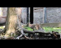 Alpine Ibex kid plays around the tree