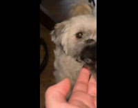 Girl tells dog to be nice to baby chick 