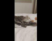 Collab PLC - Fluffy kitten play with plushy toy bed