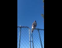Hawk bird sit on wire mesh fence