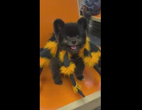 Small dog wears black and orange spider costume 