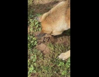 Gopher pops head out of hole dog