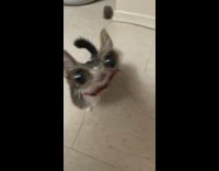 Cat with big eyes filter on with red collar meows