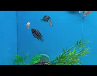 Living fish push around dead fish 