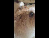 brown white dog enjoys blow drier