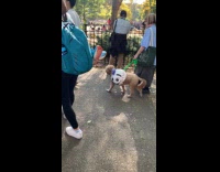 Dog as Mr. Mets ball