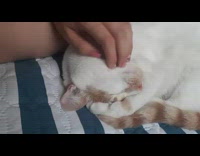 Brown white cat sleeps blue striped mattress