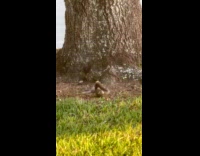 Squirrel plays with its small branch stick
