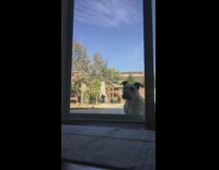 Dog Reacts to Nerf Gun Bullets being Targeted at Window 