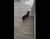 Dog understands treat and piss on floor 