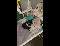 Cat Falls Asleep in its Baby Crib