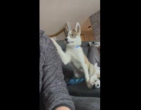 Husky puppy on couch whines for attention 