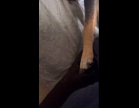 Submitter couldnt move with sleeping dogs paw on leg