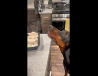 Black dog smelling steam off food 