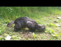 Dark grey cat rub face on grass