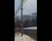 Man film crows and police car chase