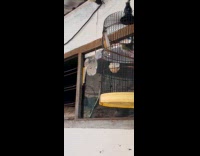 Bird backflip jump inside the cage repeatedly