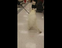 White Dog Can't Walk Slips On Linoleum Floor