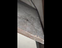 Thin spider cleans its leg closeup view