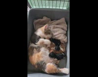 Pregnant chubby cat in bed has baby kittens 