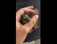 Duck in hand gets finger rub placemat