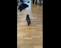 black cat rolls over after toy is thrown