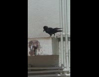 Black crow bird takes shower bath 