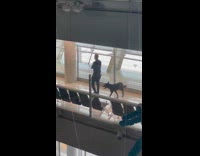 Police dog trainer plays hide and seek 