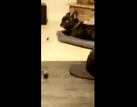 Black dog drops water bottle when owner yells 