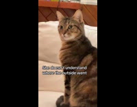 Collab Clips MPUGC - Cat confused by boarded up windows