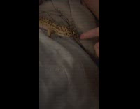 Pet gecko lizard bites the finger of the filmer