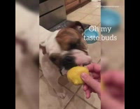 Collab Pets For All - Bulldog eats lemon for the first time