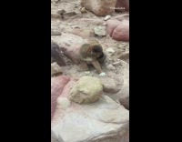 Black brown white puppy dog red rocks 