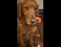 Brown dog wait and stares at food