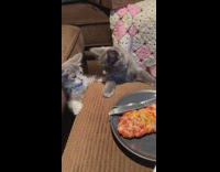 Two kittens interested in owners dinner 