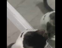 Cat Cuddles and Licks Itself Through Mirror 
