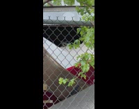 Raccoon peeps head over roof 