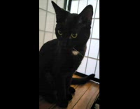 Black cat with single white whisker strand