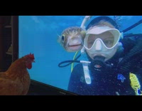 Brown chicken near TV watch DDOI video