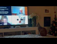 Cat sits on bed edge watch videos