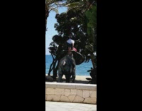 Guy white shirt climb elephant statue beach