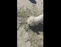 Small white dog digs hole in sand 