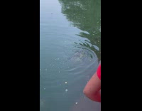Guy catches fish uses net to grab it 