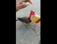 Guy help bird head stuck in bag