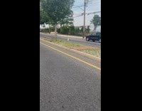 Seagull on street fly away with pizza