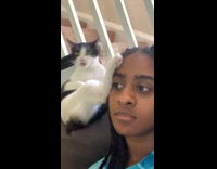 Cat grooms itself with paw on face 